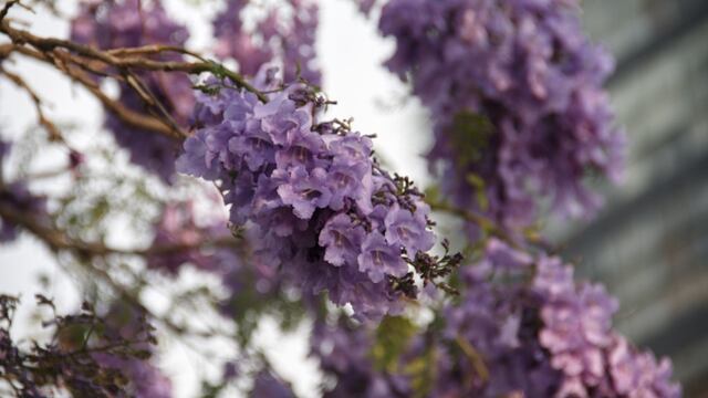 Mapa de ruta de las Jacarandas
