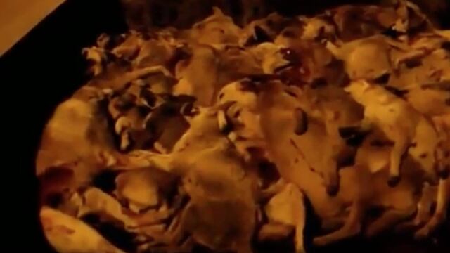 Policía marroquí extermina perros callejeros a tiros