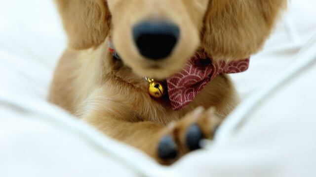 Perro