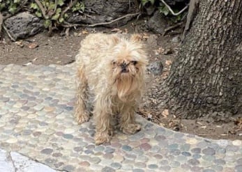 El perrito de Maribel Guardia