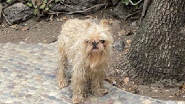 El perrito de Maribel Guardia