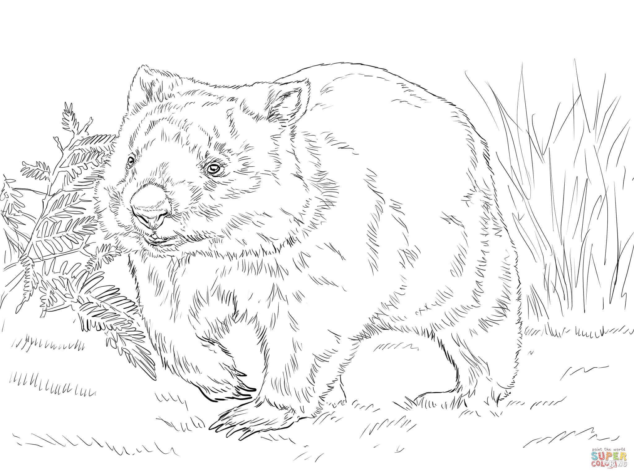 Dibujo Wombat Día Internacional del Wombat