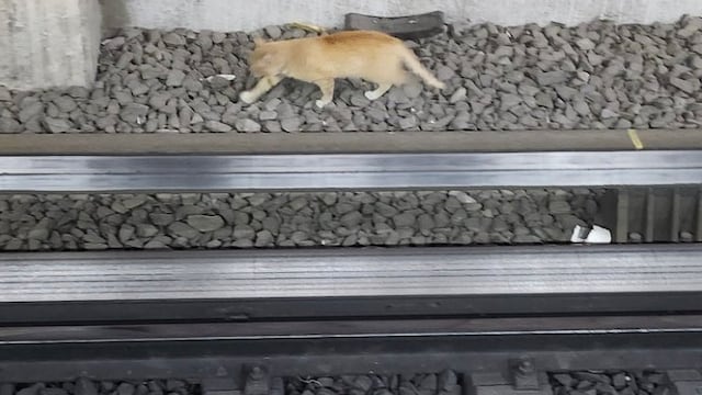 Metro CDMX hoy 5 de marzo: Gatito desciende a las vías en Línea B