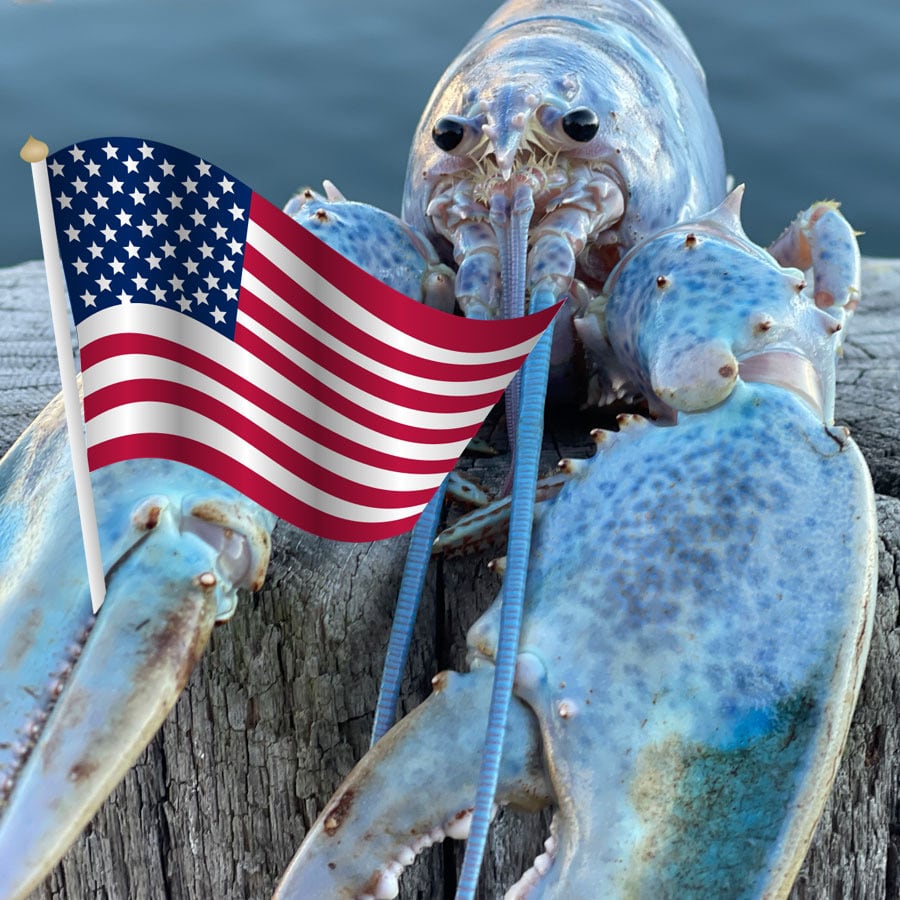 Haddie, la rara langosta color ‘algodón de azúcar’