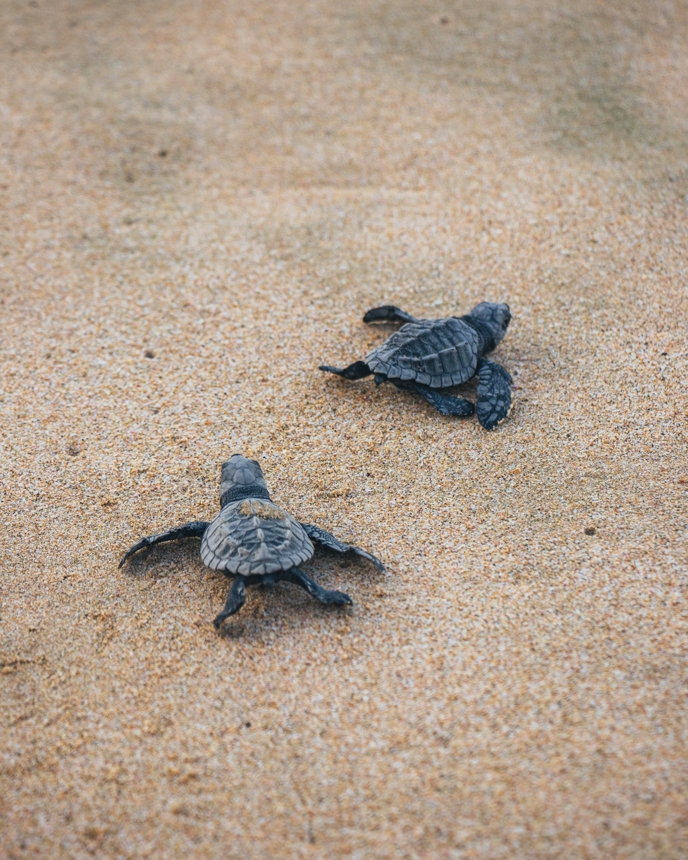Tortugas