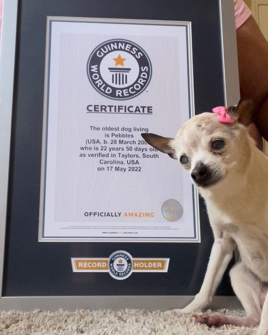 Pebbles, se convierte oficialmente en la perrita más longeva del mundo con 22 años