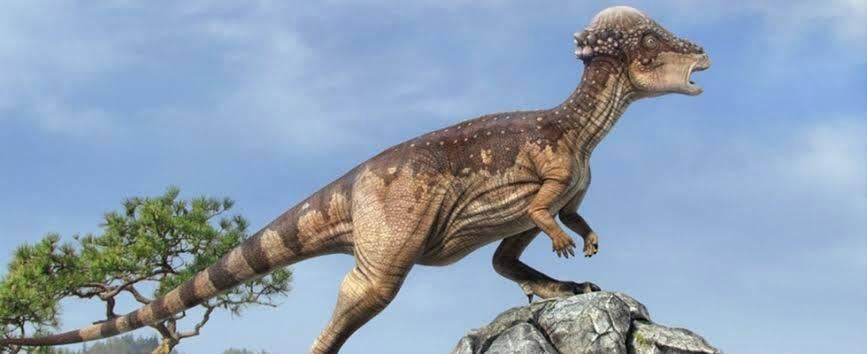Paquicefalosaurio, dinosaurio cuya nueva especie fue descubierta con un peinado extraño