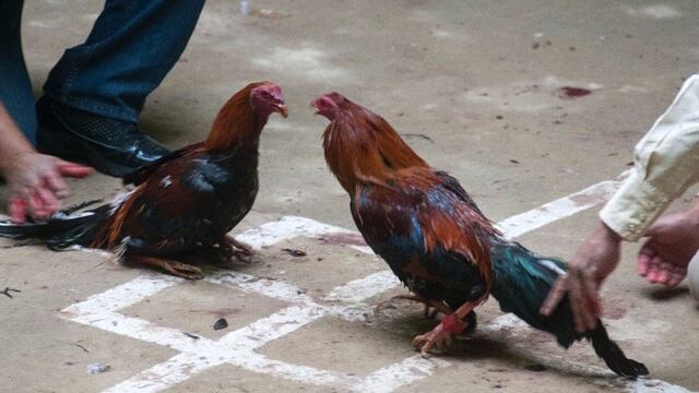 Peleas de Gallos