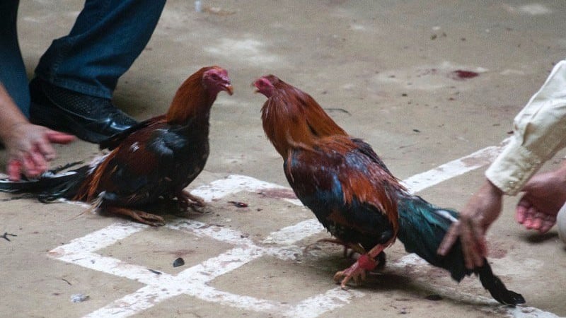 Peleas de Gallos