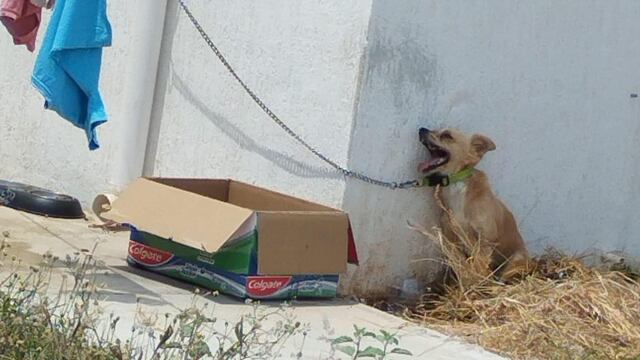 Perrito muere por ola de calor en Yucatán