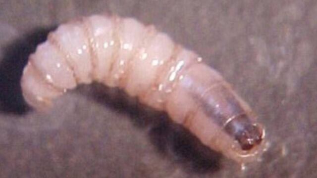 Gusano barrenador