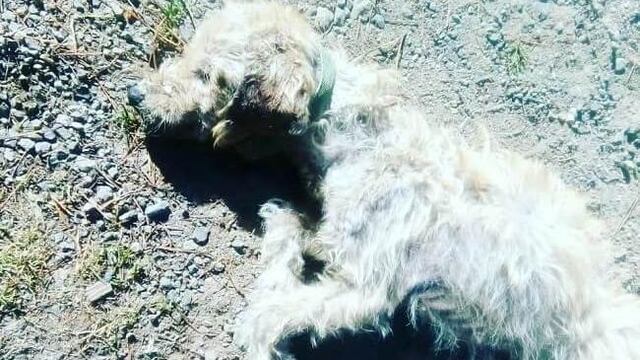 20 perros muertos por alimento envenenado donado a refugio