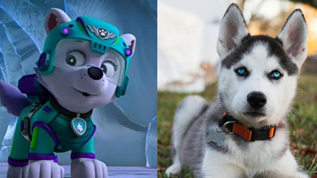 ¿Cómo son los husky? La raza de perro como Everest de Paw Patrol
