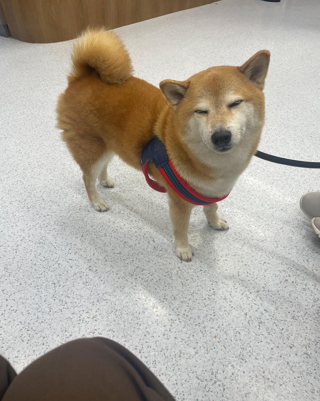 Perrito Cheems tuvo que ir a urgencias; su dueño lo reporta enfermo