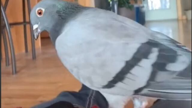 Paloma reacciona al desmayo de su dueña