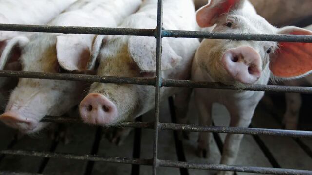 Granja porcícola/AP