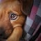 ¿Cine para perros? Así se vivió la primera función