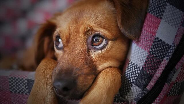 Perro