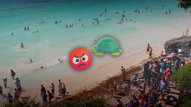 Playa del Carmen investigan a tres jóvenes maltrato tortuga marina