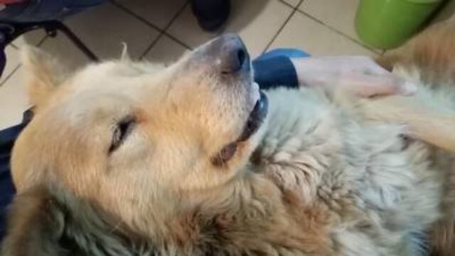 Se interpuso la denuncia ante la Fiscalía de Sonora