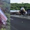 ¿Qué pasó en la autopista Veracruz-Xalapa? Pipa queda volando en puente tras choque con tráiler