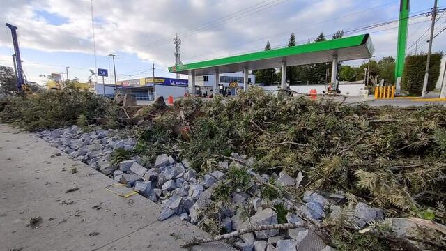 VIDEO: Talan árboles en Xalapa "en nombre del progreso"