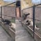 VIDEO: El perrito parkour sí existe y TikTok tiene una tierna prueba