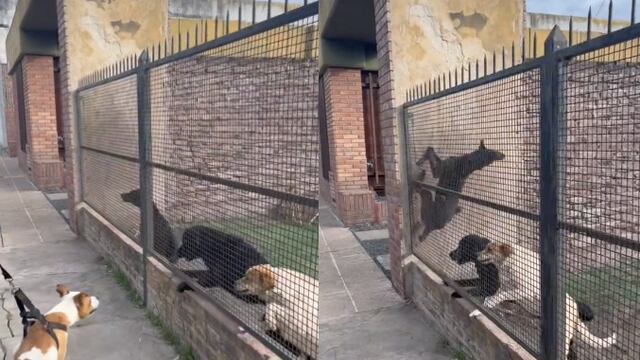 Perrito parkour