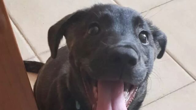 Perrita que esterilizaron