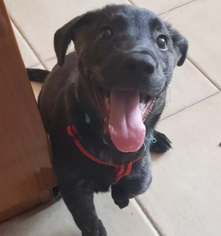 Perrita que esterilizaron