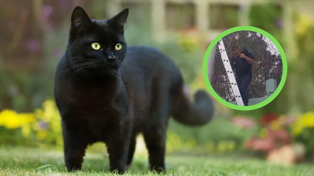 Rescatan a gatito en Naucalpan