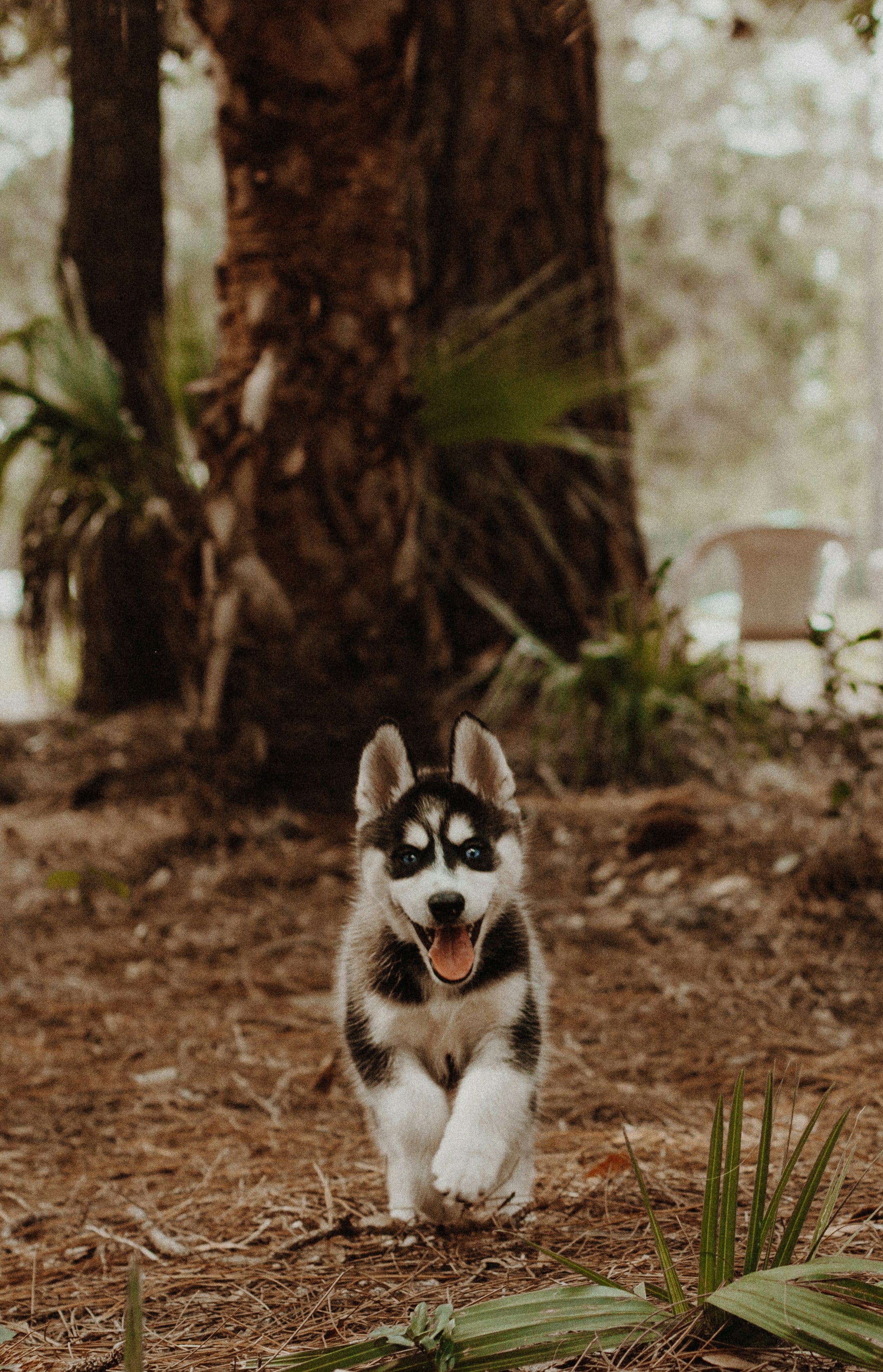 Los cuidados y alimentación de un cachorro husky como Everest de Paw Patrol
