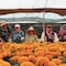 Turistas del Mundial 2026 podrán ver cempasúchil en Xochimilco gracias a cosecha anticipada