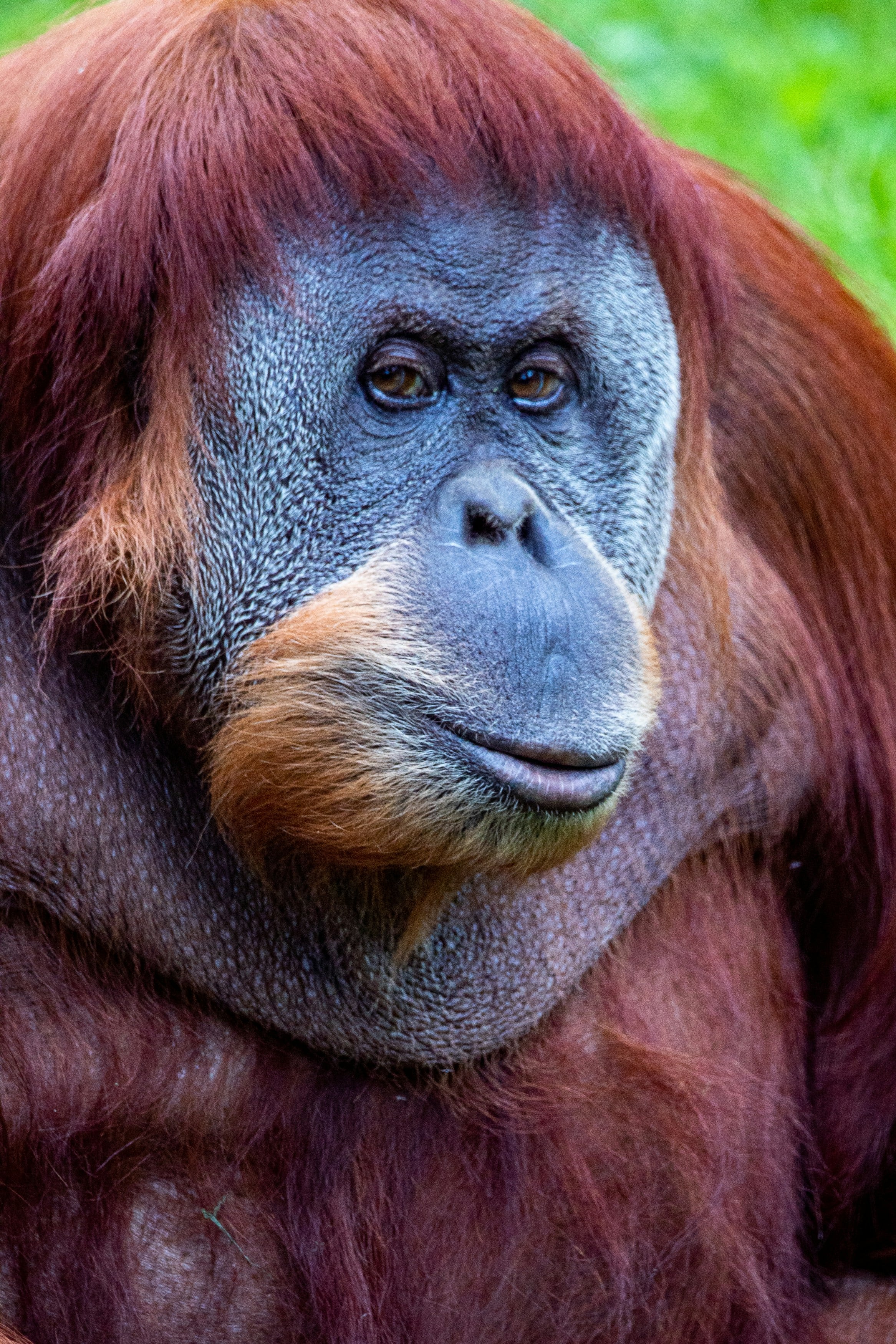 Orangután