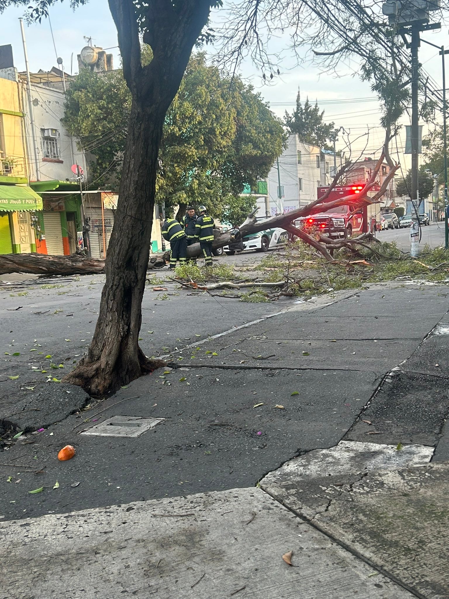 Árbol de 20 metros cae en la colonia Obrera de la Cuauhtémoc