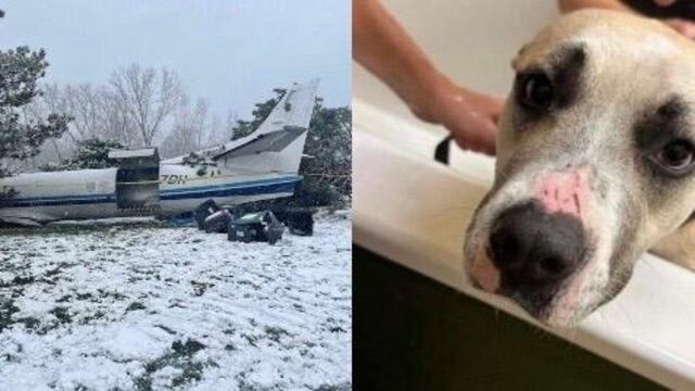 Avión se estrella / Perrito sobreviviente