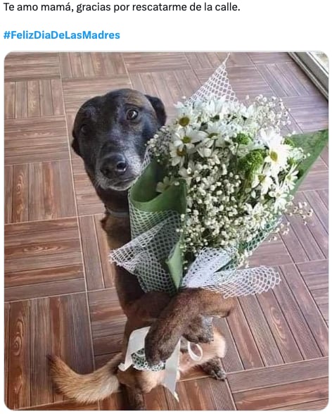 Memes ya festejan el Día de las madres este 10 de mayo