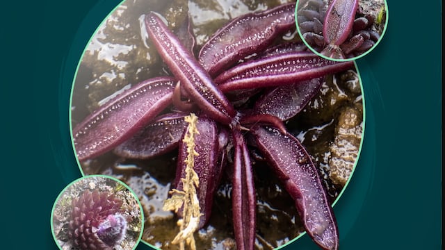 El hallazgo de Pinguicula brendae amplía el registro de plantas carnívoras en México