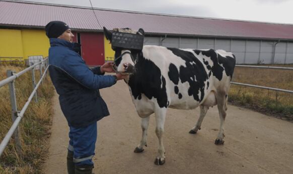 Vaca con lentes de realidad virtual