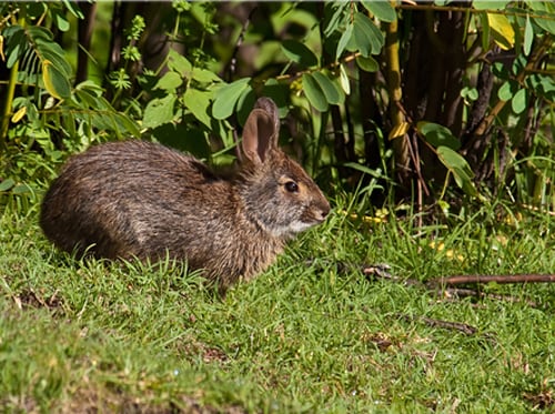 Conejo de Omiltemi reaparece en zona de Guerrero.