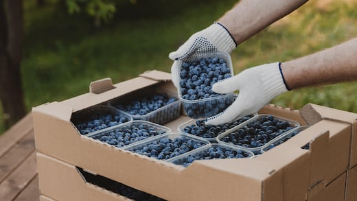 Gerardo Sánchez Zumaya incrementa productividad de berries con modelo agroindustrial innovador