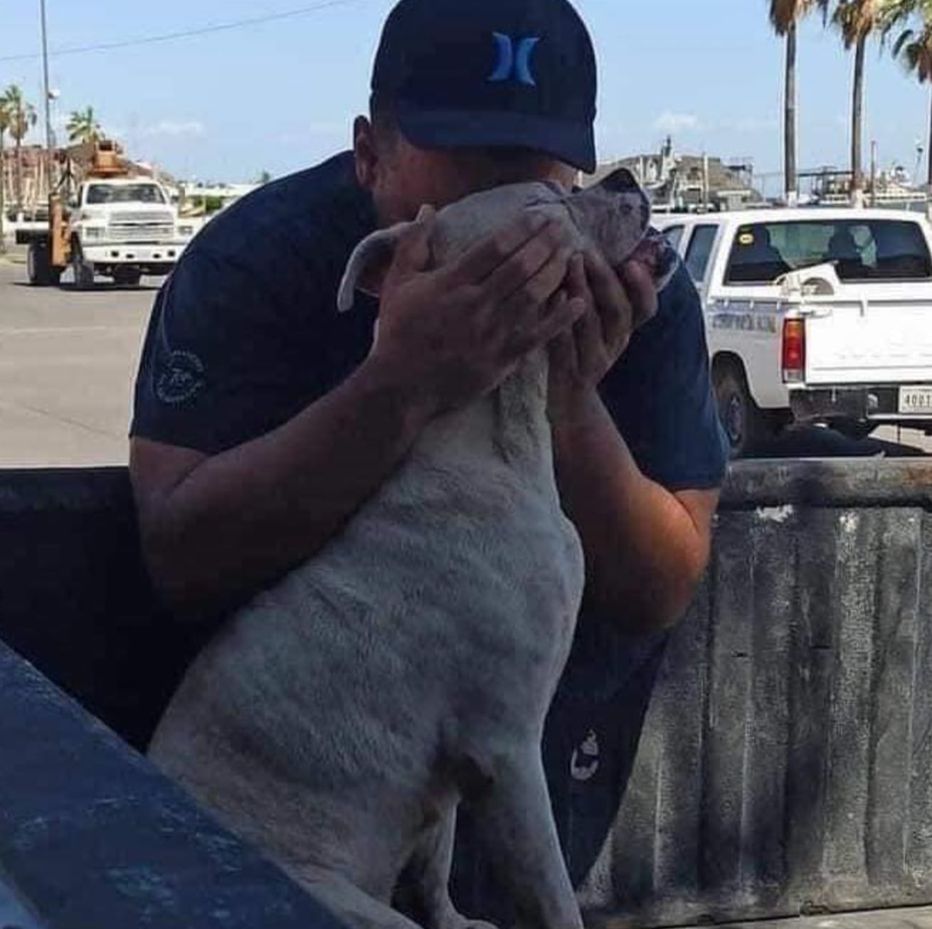 Perrito da su último paseo antes de morir