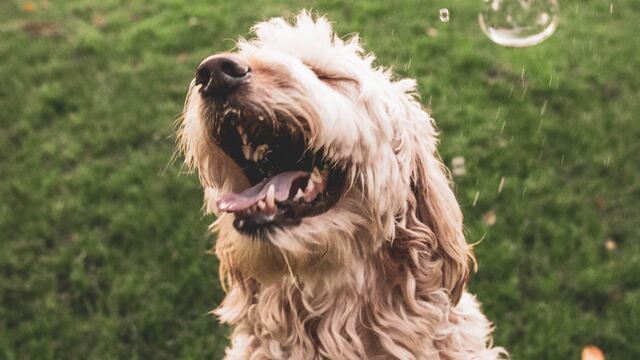 Le entierra una varilla en el ojo a su perrita; podría pasar 2 años en la cárcel