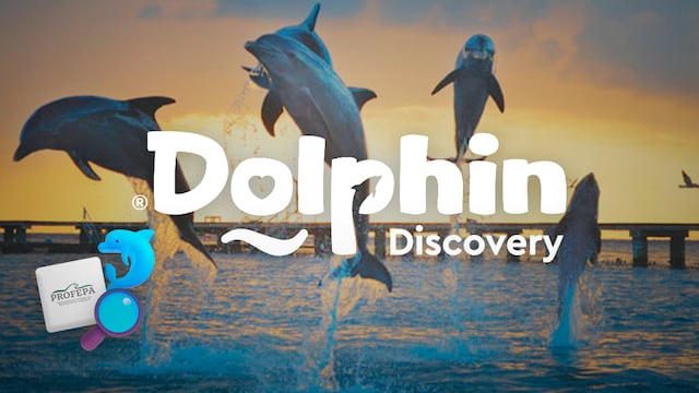 Denuncian que delfines de Dolphin Discovery Quintana Roo fueron abandonados