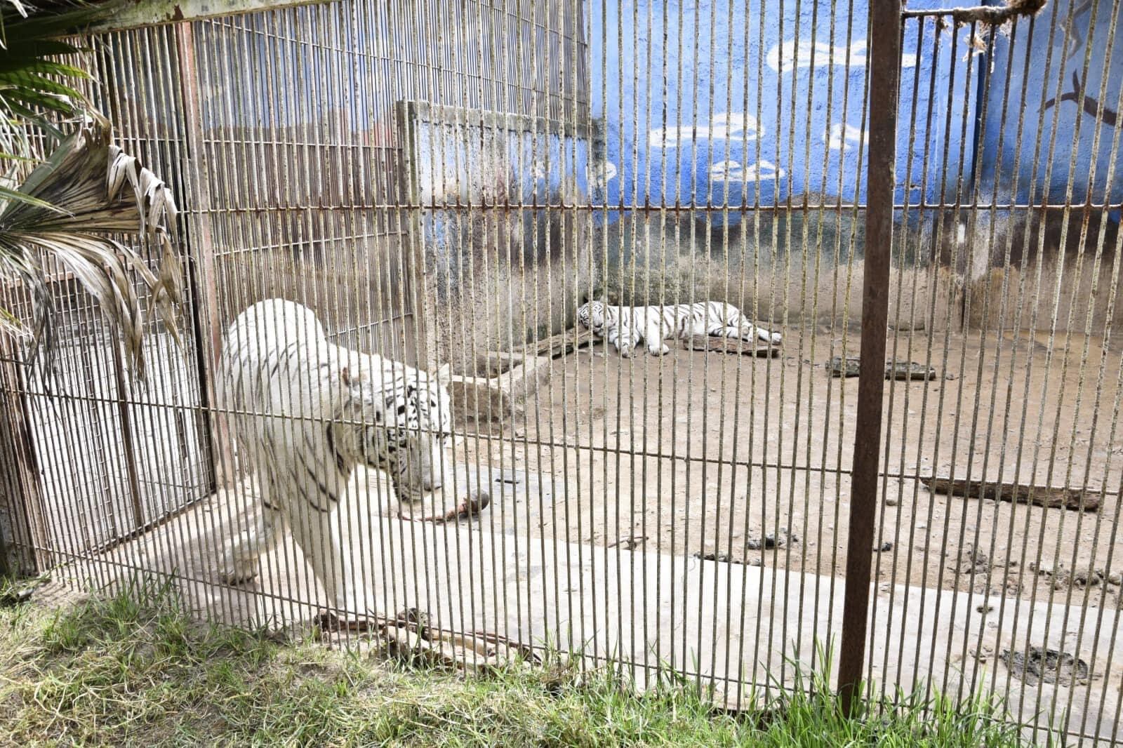 Los animales exóticos que encontraron en posesión de Francisco Torres Palacios