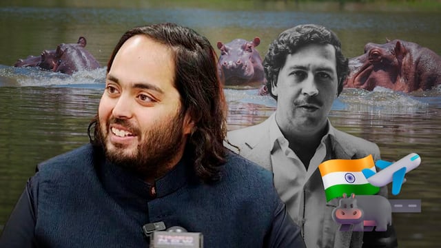 Anant Ambani propone llevar a India los hipopótamos de Pablo Escobar en Colombia