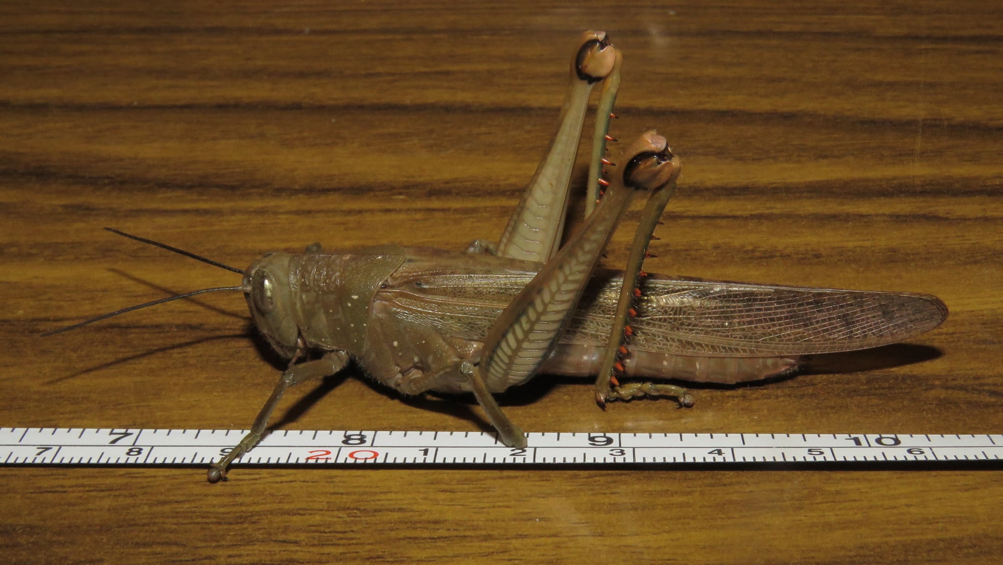 Valanga irregularis