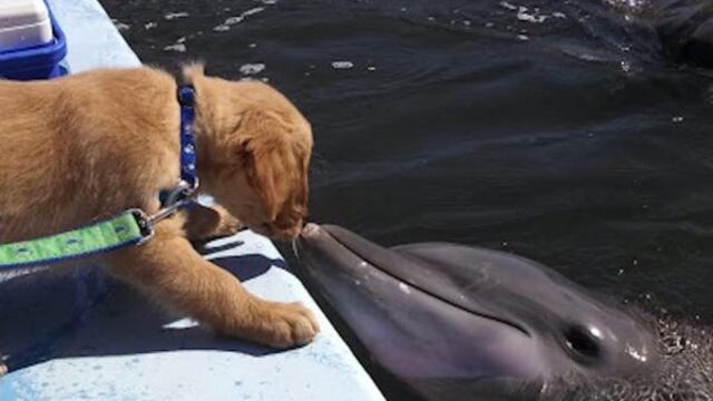 Perro y delfín