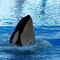 Gladys, la orca que ha hundido más de 50 barcos y enseña a otras a rebelarse