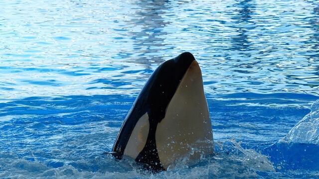 Orca